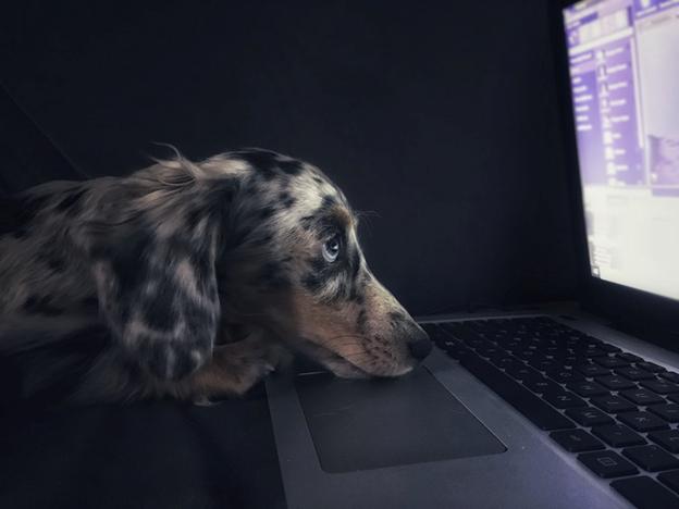 PUPs - Potentially Unwanted Programs PUPs - Potentially Unwanted Programs